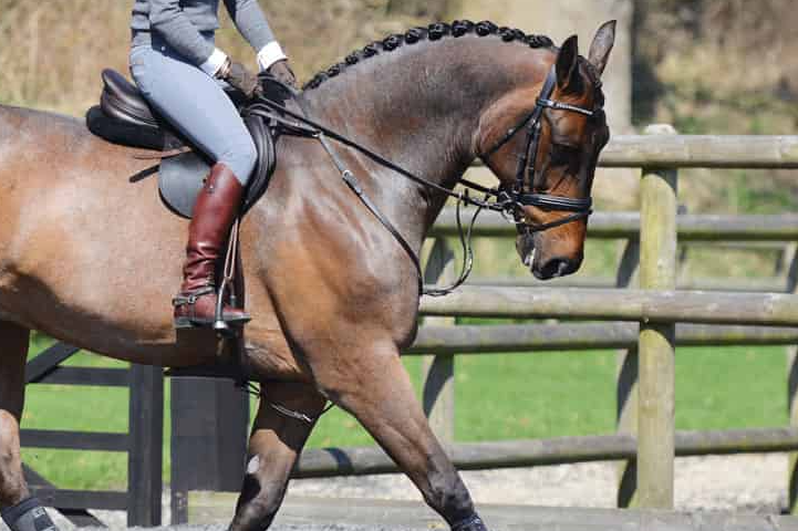 Riding Lessons