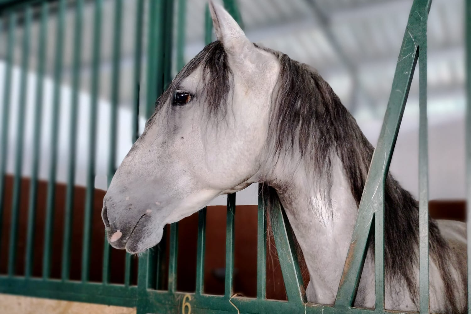 Horse accommodation/ work / breaking